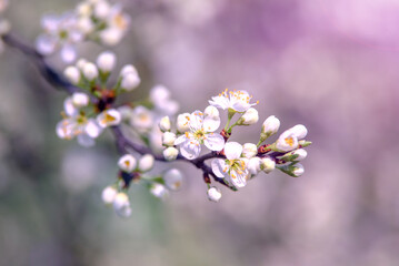 Cherry blossom branch in the garden in spring
