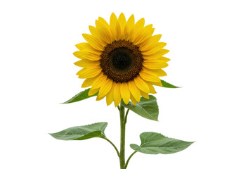 Bright yellow sunflower isolated on transparent PNG, vibrant summer flower with green leaves for design and decoration
