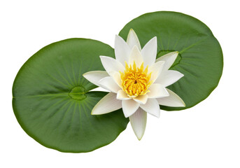 Elegant white water lily with yellow center isolated on transparent background, aquatic flower...