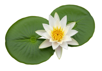 Elegant white water lily with yellow center isolated on transparent background, aquatic flower blossom for botanical design and decoration