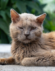 Portrait of a cat with disability that has lost eye. Portrait of a sick disabled street cat who lost eye in a fight. One-eyed cat portrait outdoors. Injured street cat with one eye looking at camera.  © Dmitry Presnyakov