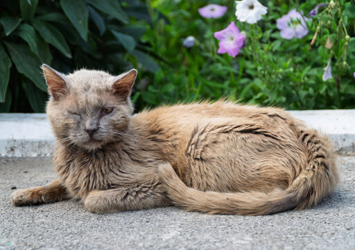 Portrait of a cat with disability that has lost eye. Portrait of a sick disabled street cat who lost eye in a fight. One-eyed cat portrait outdoors. Injured street cat with one eye looking at camera. 