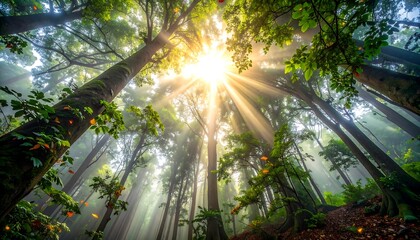 Sunbeams Filtering Through Lush Forest Canopy A Natural Symphony of Light and Trees