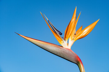 Strelitzia reginae, crane flower, bird of paradise. South Coast Plaza Village, Costa Mesa,  Orange...