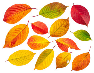 Fototapeta premium vibrant colour autumn leaves isolated on transparent background, PNG file