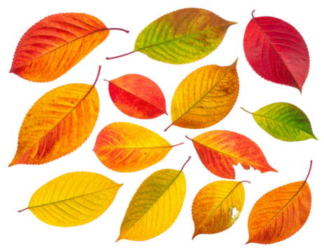 vibrant colour autumn leaves isolated on transparent background, PNG file - Powered by Adobe