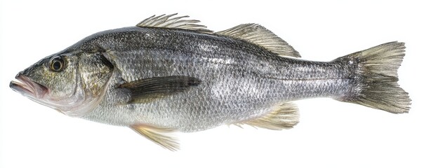 The sleek fish showcasing vibrant scales and aquatic beauty in natural habitat.