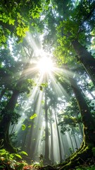 Sunbeams Filtering Through the Forest Canopy A Verdant Sanctuary