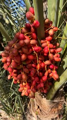 Date Palm Delights: A close-up shot showcases a cluster of vibrant red dates hanging from a date palm, capturing their natural beauty and fresh appeal.