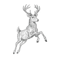 Vector freehand jumping Christmas Deer scribble isolated on white background. Texture of writing materials. Handwritten christmases reindeer doodles and pencil strokes.	
