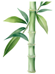 "A single bamboo stalk with leaves in a soft watercolor wash style, cute and artistic, clipart, transparent background."