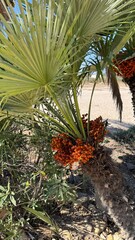 Palm tree and its flowers: Close-up of a thriving palm tree displaying its unique texture and structure with bunches of its flowering offspring. conveying the beauty and resilience of nature.