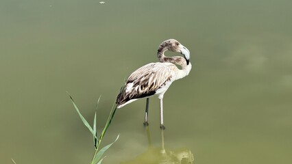 Flamingo in Water: A solitary flamingo gracefully stands in tranquil water, its reflection mirroring its elegant pose, embodying the serenity of nature and wildlife.