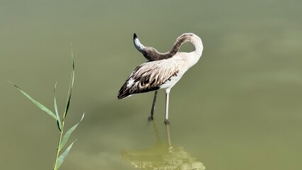Elegant Flamingo in Serene Water: A lone flamingo gracefully stands in tranquil water, its long neck arched, showcasing the beauty of its plumage. A moment of serene beauty. 