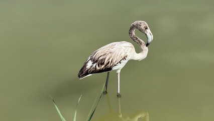 Flamingo in water: A singular flamingo graces the calm water. It is standing tall, with a gracefully curved neck, displaying its unique beauty, amidst the tranquil backdrop of its environment.