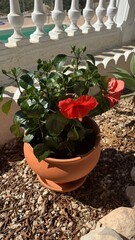 Blooming Hibiscus in a Terracotta Pot: A vibrant red hibiscus flower bursts with life in a rustic terracotta pot, set against a sunny outdoor scene.
