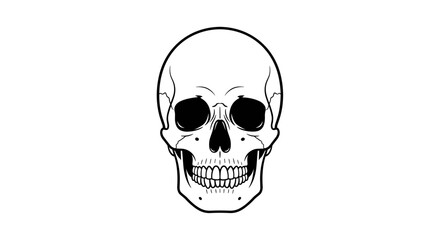 Detailed Skull Illustration on White Background.