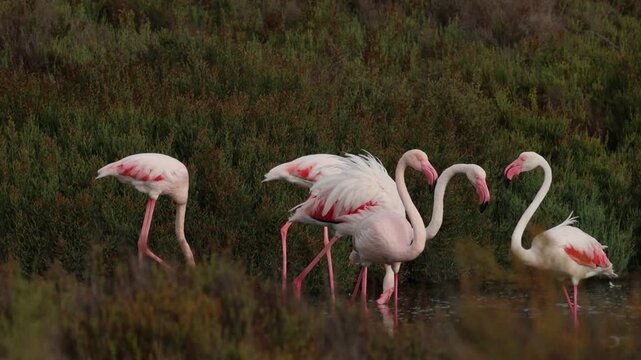 Grupo de flamencos Phoenicopterus roseus peleando en el parque natural salinas de Santa Pola, Espa&ntilde;a