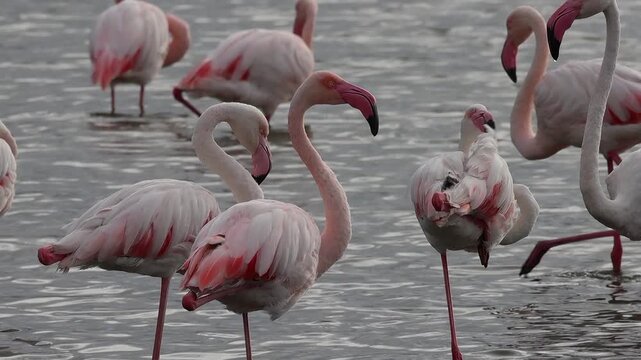Flamenco Phoenicopterus roseus mira a c&aacute;mara con curiosidad, Santa Pola, Espa&ntilde;a