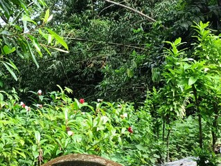 green grass and flowers