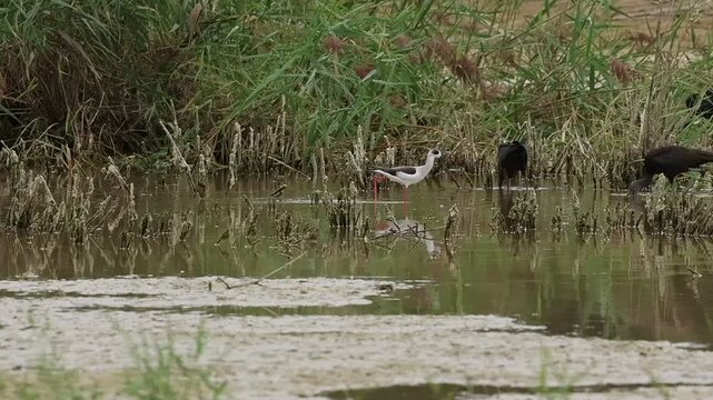 Cig&uuml;e&ntilde;uela com&uacute;n Himantopus himantopus busca comida entre otras aves en el lago del parque natural el Hondo, Espa&ntilde;a