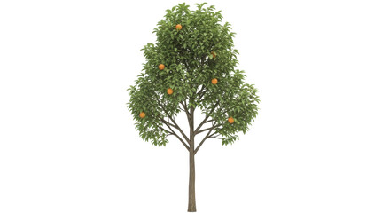 Isolated mandarin tree, full height, with vibrant green leaves and ripening orange fruit