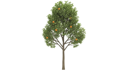 Isolated mandarin tree, full height, with vibrant green leaves and ripening orange fruit