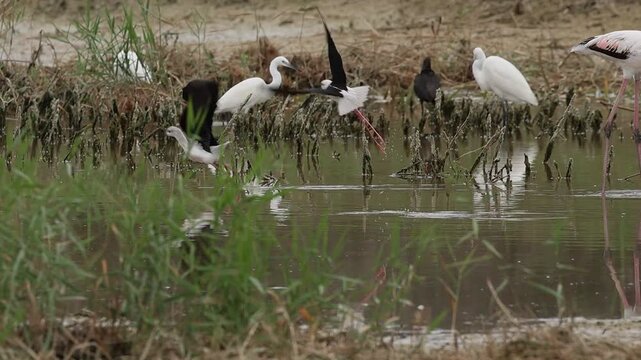 Grupo de cig&uuml;e&ntilde;uelas Himantopus himantopus cambian el lugar de caza volando, parque natural el Hondo, Espa&ntilde;a