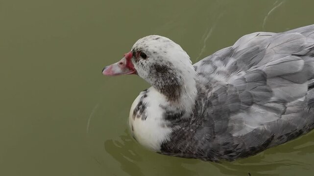 Detalle de pato criollo muy cerca de c&aacute;mara en el parque natural el Hondo, Espa&ntilde;a