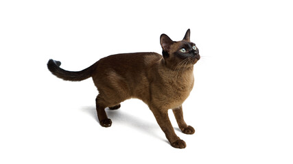 Alert brown cat standing on white background looking upward. Concept of curiosity, attention, and...