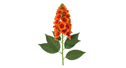 Isolated Firecracker Flower Asclepias curassavica blooms and leaves, no background, stock photo