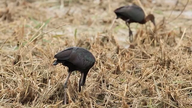 Morito com&uacute;n comiendo insectos entre plantas segadas y secas, Elche, Espa&ntilde;a