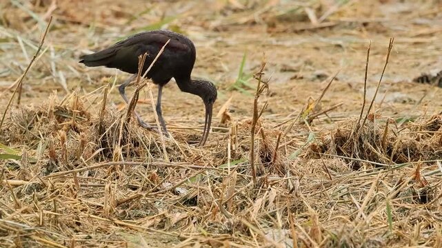Ibis morito com&uacute;n (Plegadis falcinellus) pierde la comida, parque natural el Hondo, Espa&ntilde;a