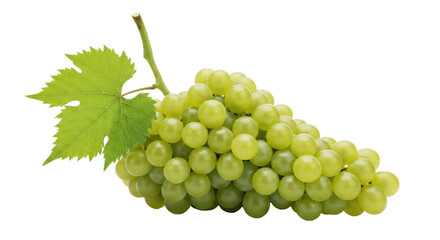 Isolated cluster of green grapes with leaf, a perfect fruit for eating and winemaking