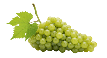 Isolated cluster of green grapes with leaf, a perfect fruit for eating and winemaking