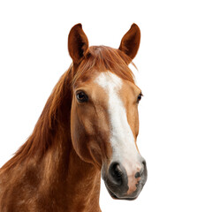 Obraz premium Majestic horse running in open field nature outdoors isolated on transparent background