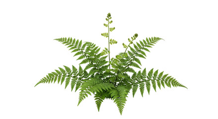 Isolated Beautiful fern with fronds in vibrant green for plant design, illustration use © Solene