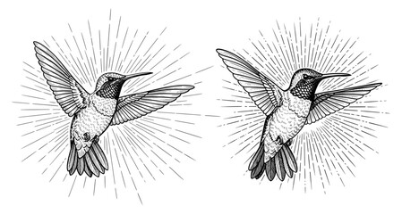 Vector art of two hand drawn hummingbirds in flight with sunbursts, vintage tattoo design of a tropical bird © FrajanaAI