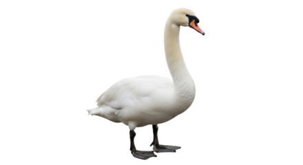 Isolated Mute Swan Standing Tall Elegantly, Serene Wildlife Portrait, Graceful Bird