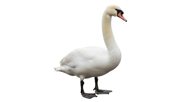 Isolated Mute Swan Standing Tall Elegantly, Serene Wildlife Portrait, Graceful Bird