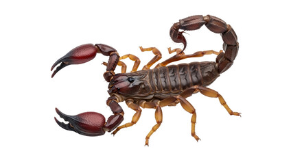 Isolated Scorpion Showing Pincers and Venomous Stinger Against a Light Backdrop Animal Image