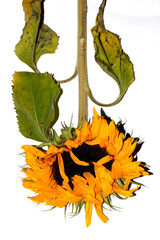 Beautiful abstract sunflower yellow flower starting to finish blooming on a white background
