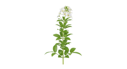 Isolated, single elegant wild mock orange shrub with leafy stem, delicate flowers