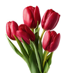 Fototapeta premium Vibrant red tulips bouquet floral arrangement isolated on transparent background