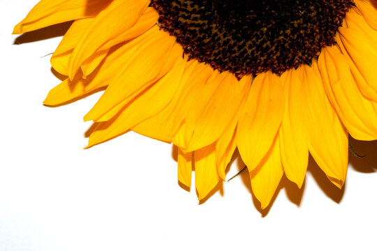 Beautiful abstract sunflower yellow flower starting to finish blooming on a white background - Powered by Adobe