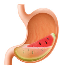 Human Stomach with watermelon. The stomach digests watermelon. A stomach filled with healthy and wholesome food. Proper nutrition. Realistic 3d Vector illustration. Food digestion process illustration