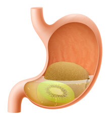 Human Stomach with kiwi fruit. The stomach digests kiwi. A stomach filled with healthy and wholesome food. Proper nutrition. Realistic 3d Vector illustration. Food digestion process.