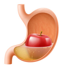 Human Stomach with red apple. The stomach digests apple. A stomach filled with healthy and wholesome food. Proper nutrition. Realistic 3d Vector illustration. Food digestion process illustration