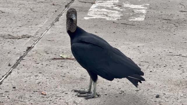 a Black Vulture - a bird of Prey -  stands on concrete and is looking around the area - 4k video footage