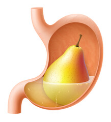 Human Stomach with pear. The stomach digests pear. A stomach filled with healthy and wholesome food. Proper nutrition. Realistic 3d Vector illustration. Food digestion process illustration